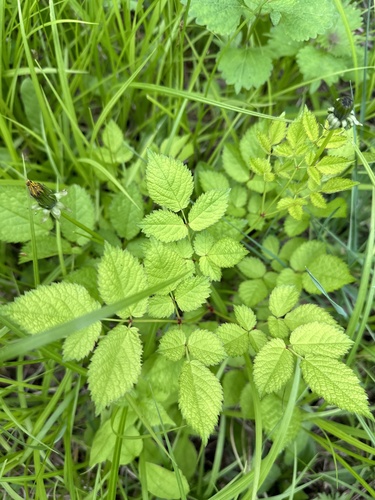 Astilbe rubra