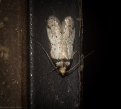 Philobota thiocrossa