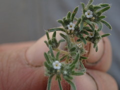 Eremocarya micrantha