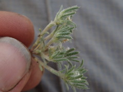 Eremocarya micrantha