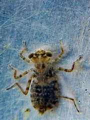 Crocothemis erythraea