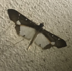 Tipuliforma triangulalis
