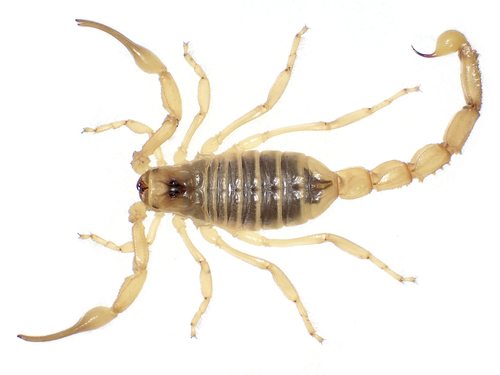 Odontobuthus doriae (Thorell, 1876)