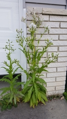 Erechtites hieraciifolius