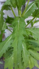 Erechtites hieraciifolius