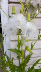 Erechtites hieraciifolius