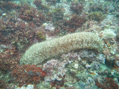 Actinopyga echinites