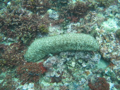 Actinopyga echinites