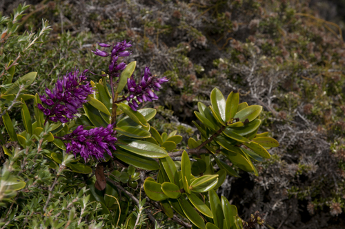 Veronica punicea, photograph 6