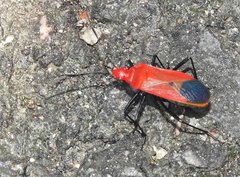 Dindymus sanguineus