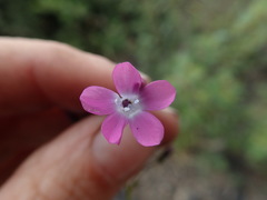 Gilia leptantha purpusii