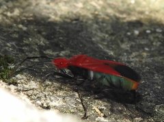 Dindymus sanguineus
