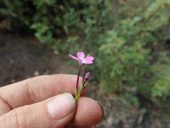 Gilia leptantha purpusii