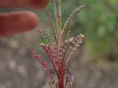 Gilia leptantha purpusii