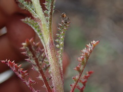 Gilia leptantha purpusii