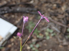 Gilia leptantha purpusii
