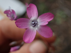 Gilia leptantha purpusii