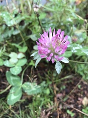Trifolium pratense