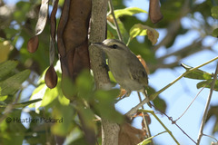 Vireo magister