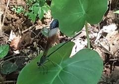 Psolodesmus mandarinus mandarinus