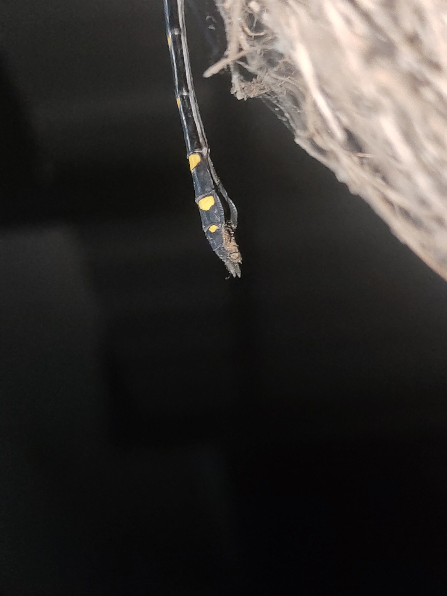 Indian Common Clubtail