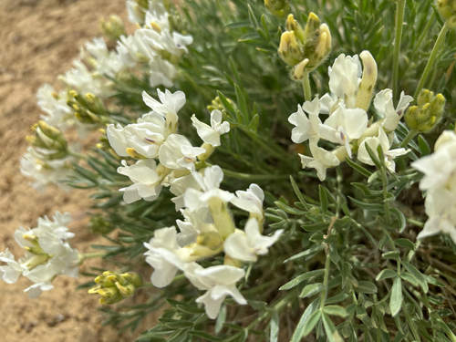 White Point-vetch
