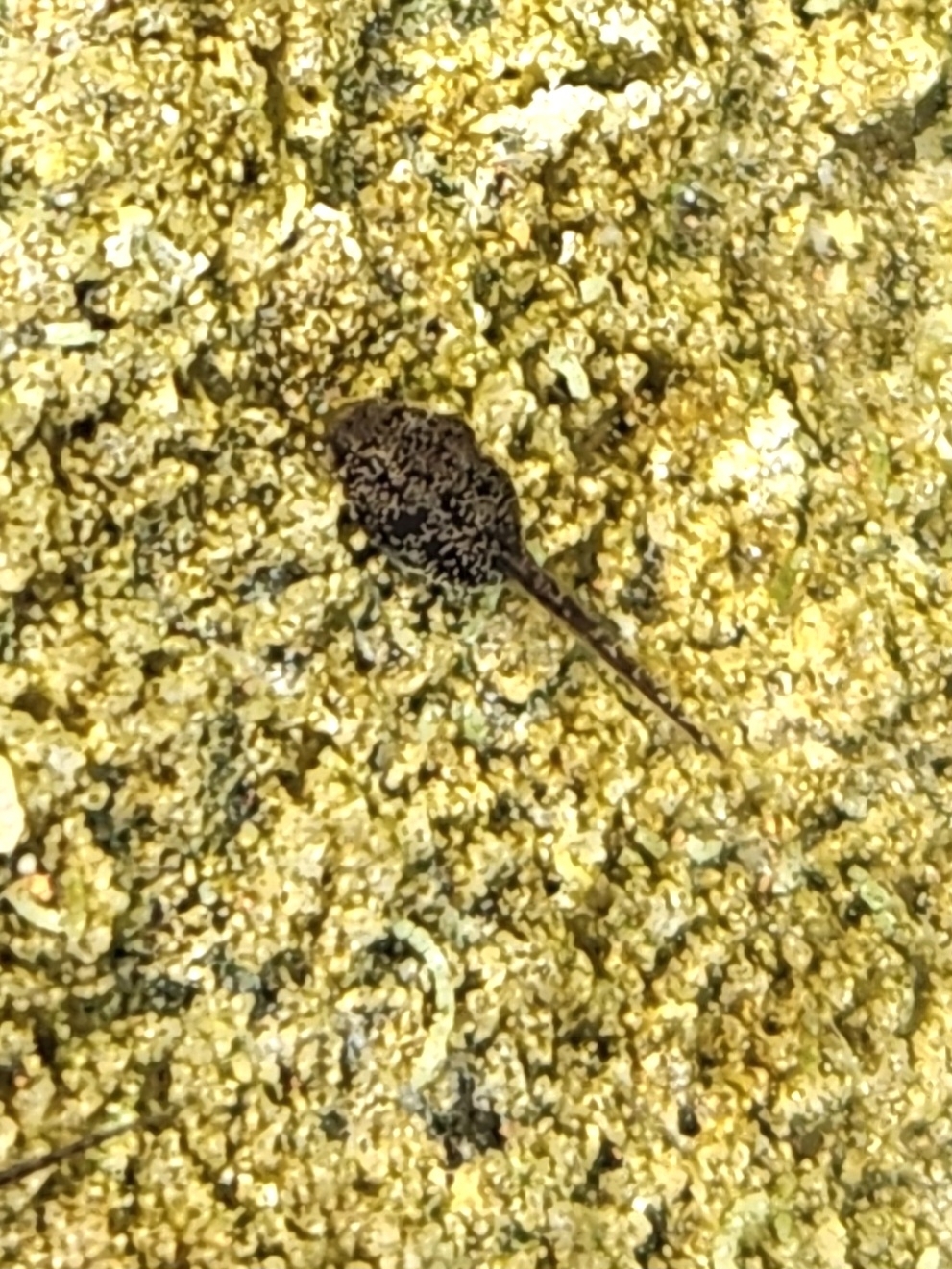 Indian Common True Toad