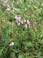 Calluna vulgaris
