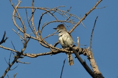 Myiarchus antillarum