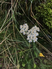 Achillea millefolium