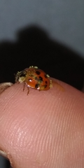 Hesperomyces virescens