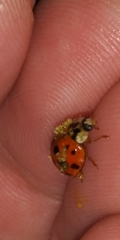 Hesperomyces virescens