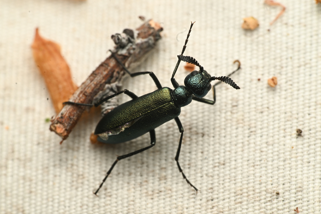 Linsleya compressicornis