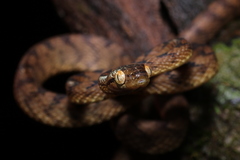 Boiga beddomei