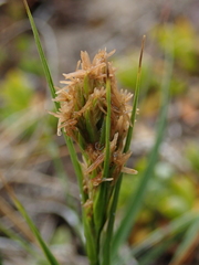 Carex capensis