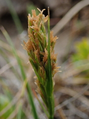 Carex capensis