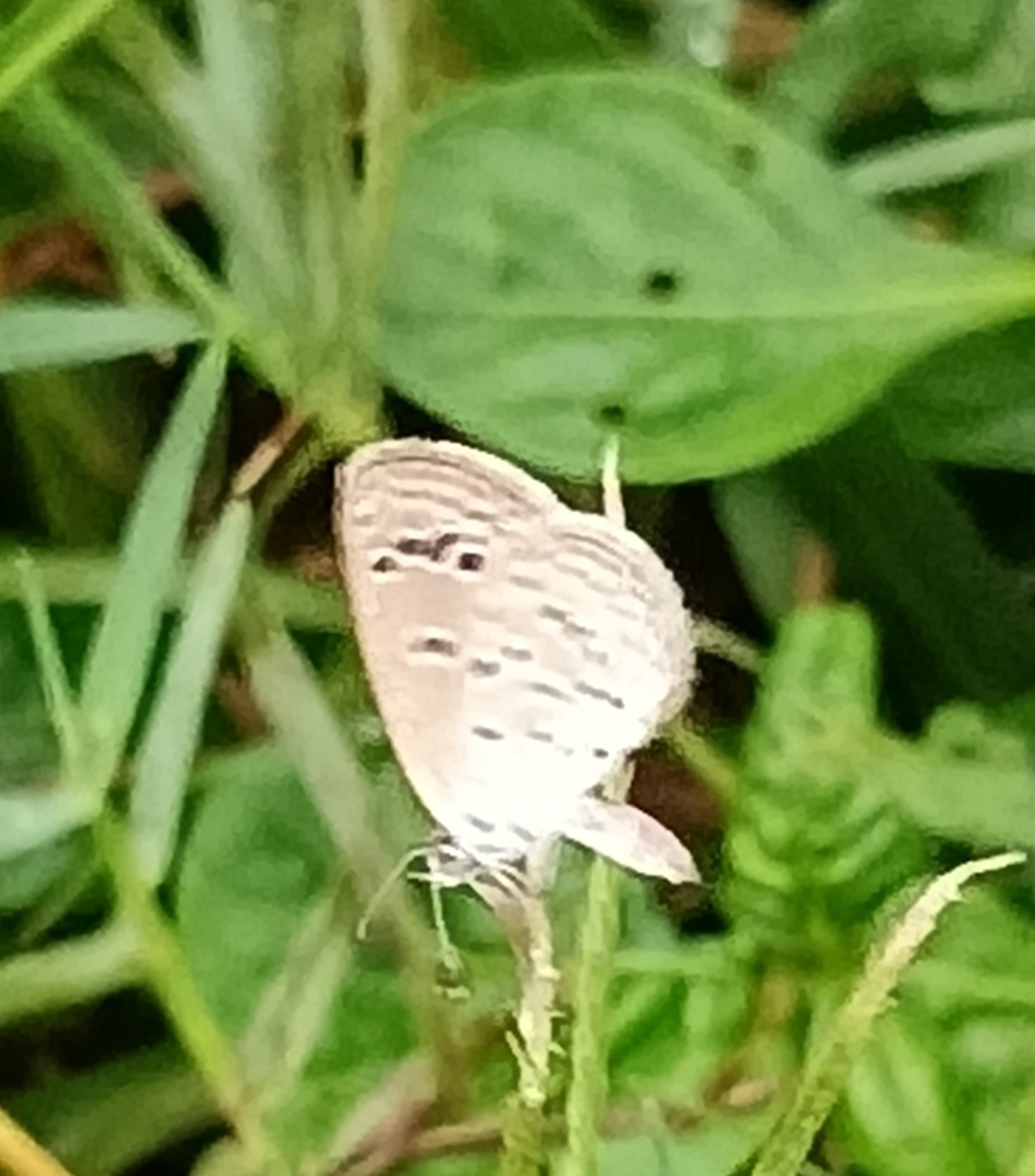 Lesser Grass Blue