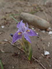 Moraea australis