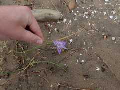Moraea australis