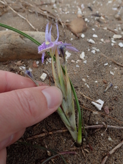 Moraea australis