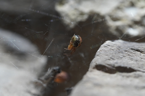 Painted Cobweb Weaver photo 3
