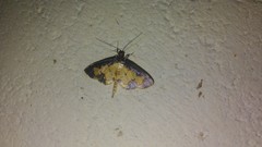 Nistra coelatalis