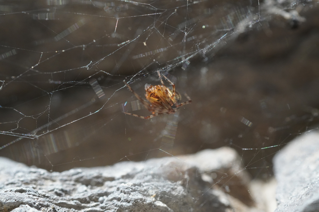 Painted Cobweb Weaver