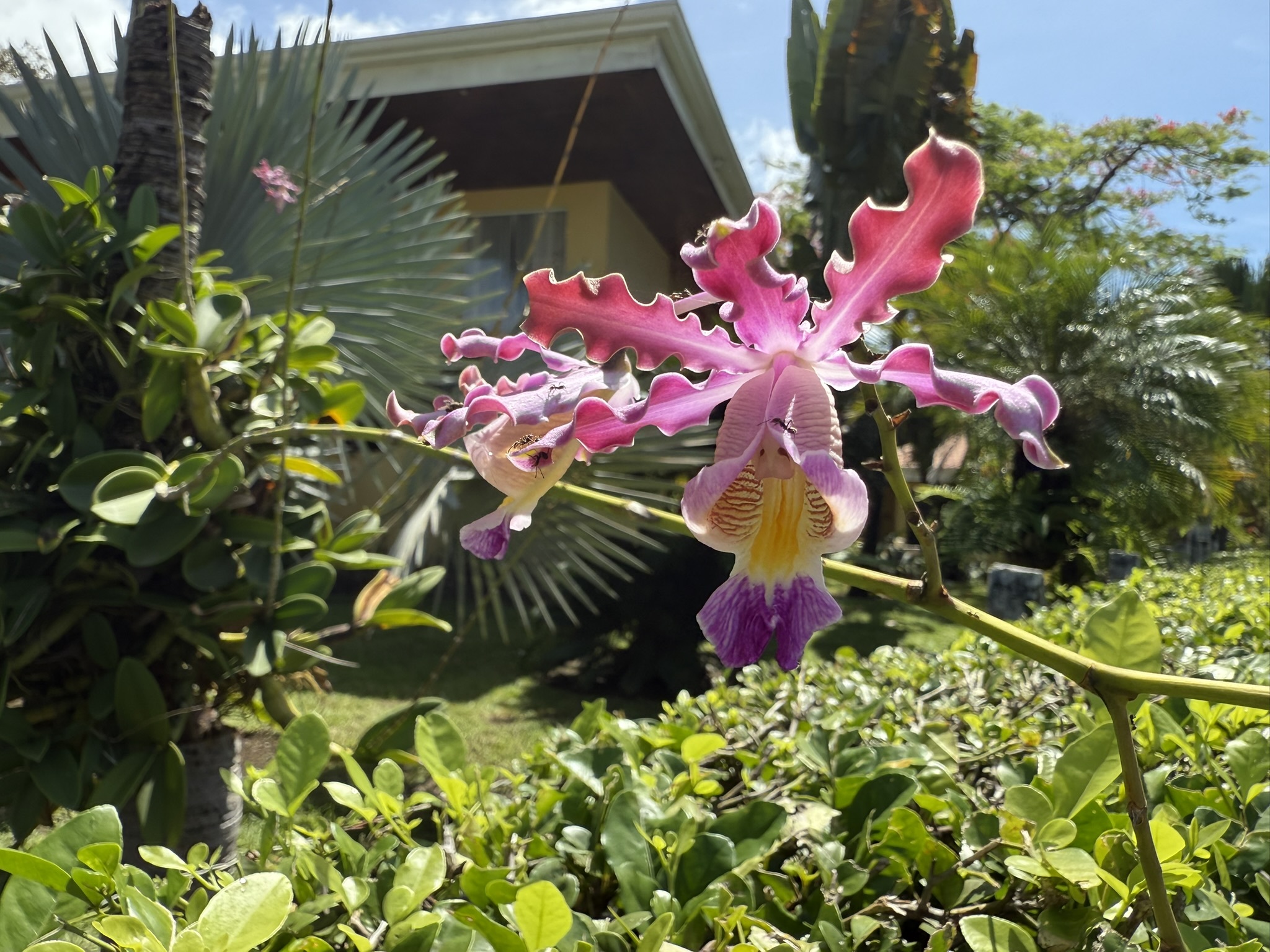 Imagem de Orquídea-trombeta