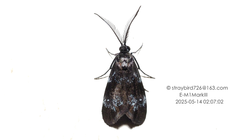 Clelea plumbeola