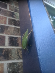 Microcentrum rhombifolium