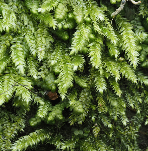 Pseudotaxiphyllum elegans