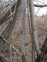 Chionaspis salicis
