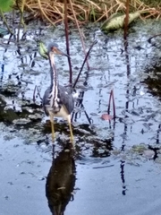 Egretta tricolor image