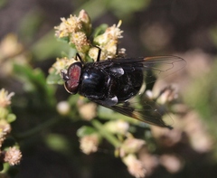Copestylum violaceum